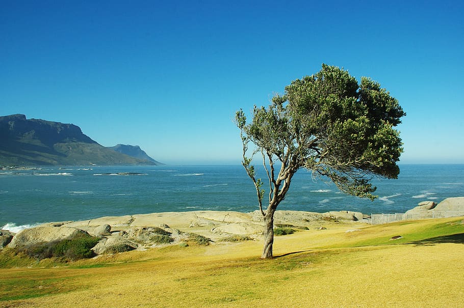 afrika selatan, topi, pantai, angin, laut, samudera, sisi, pohon, tersiksa, air