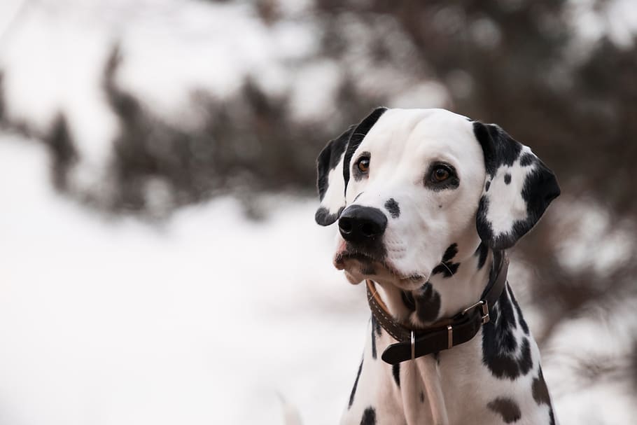 dog, animal, dalmatians, stains, one animal, canine, domestic, domestic animals, mammal, pets