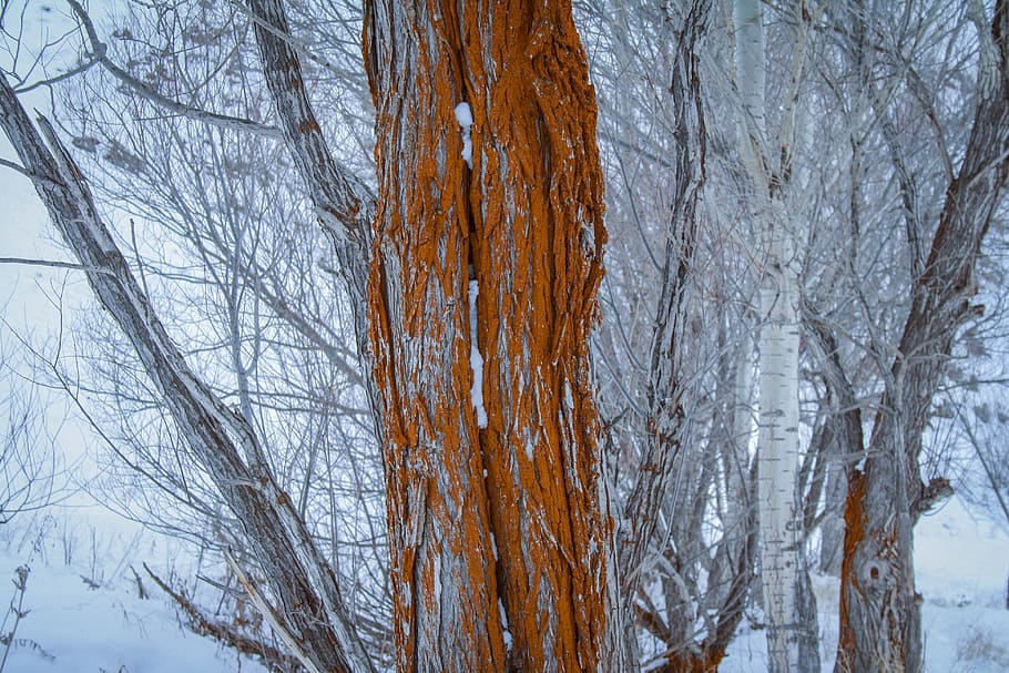 árbol, árbol viejo, naturaleza, invierno, frío, estética, árbol desnudo, temperatura fría, planta, nieve