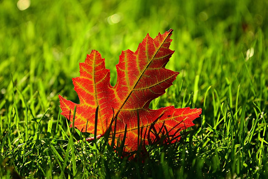 folha de bordo, cair, sair, outono, veia, deixar veia, vermelho, planta, parte da planta, folha