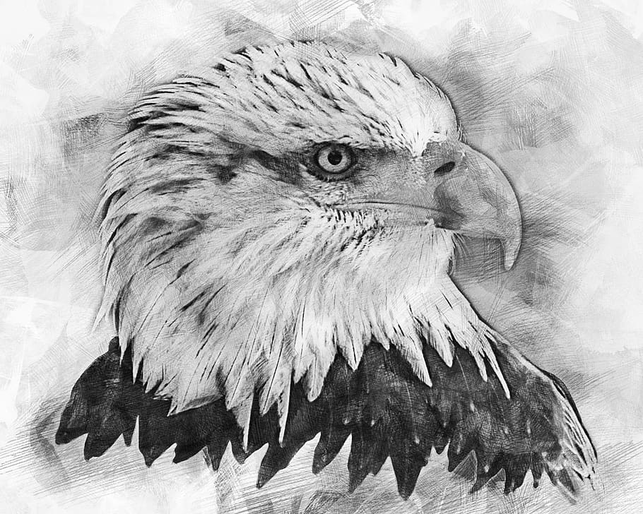 bald eagles, bald eagle, bird of prey, adler, raptor, coat of arms of bird, usa, close, portrait, graceful
