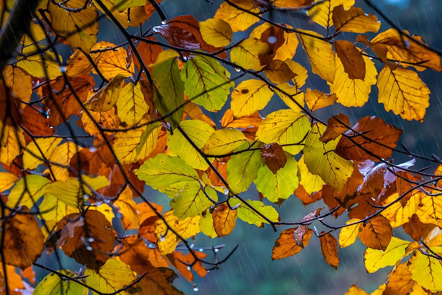 jatuh, daun, warna-warni, warna, cahaya, hujan, alam, transparansi, tetes, musim gugur