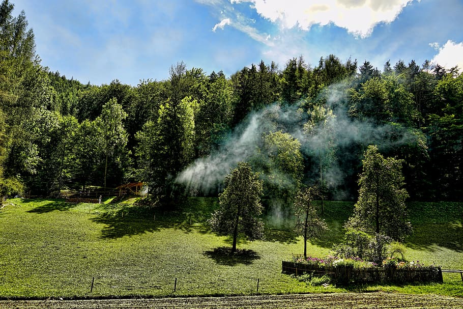 Зеленая дымка на деревьях. Зеленый дым. Юный лес в зеленый дым одетый фото. Юный леса.