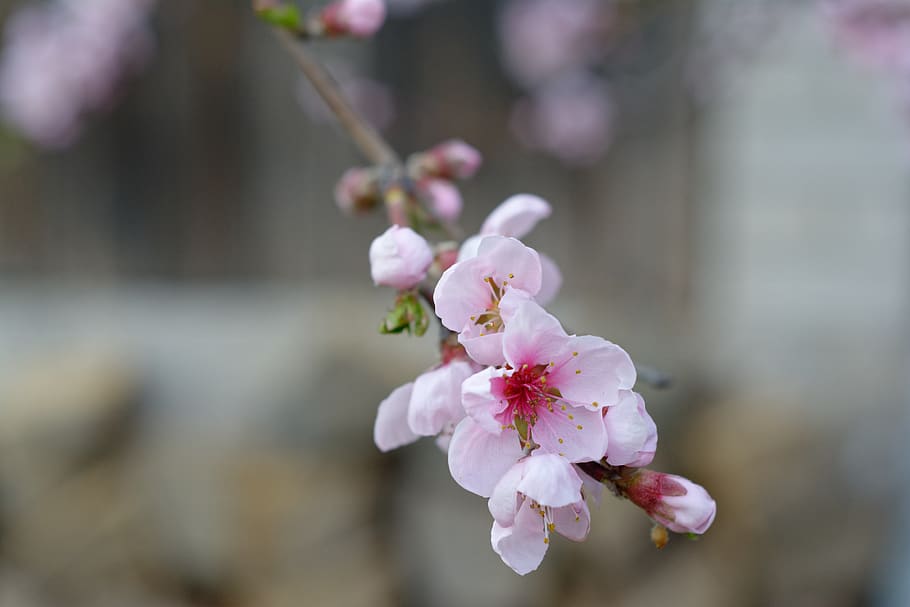 flowers, pale pink, nectarine, flowers nectarines, spring, pink, the delicacy, flower, flowering plant, plant