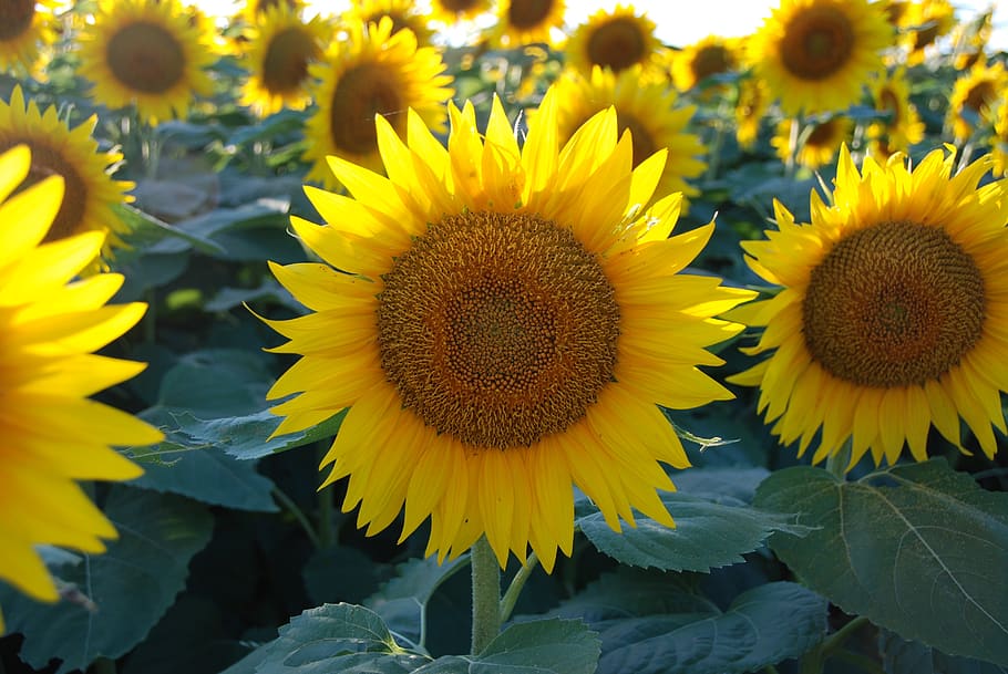 sunflower, sunflower patch, flower, yellow, flowering plant, vulnerability, fragility, plant, growth, flower head