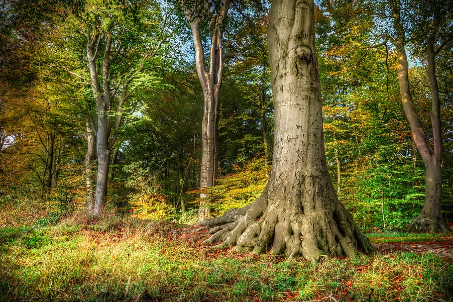 tree, root, beech, hdr, nature, forest, wood, tall, trunk, autumn