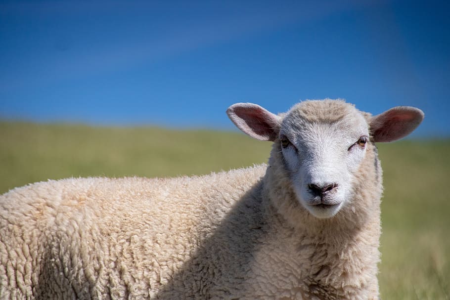 ovelha, verão, cordeiro, natureza, lã, gado, agricultura, rebanho, paisagem, mamífero