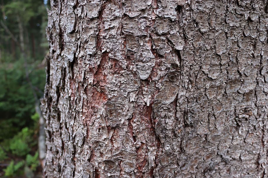 tree, bark, texture, forest, log, softwood, trunk, tree trunk, textured, rough
