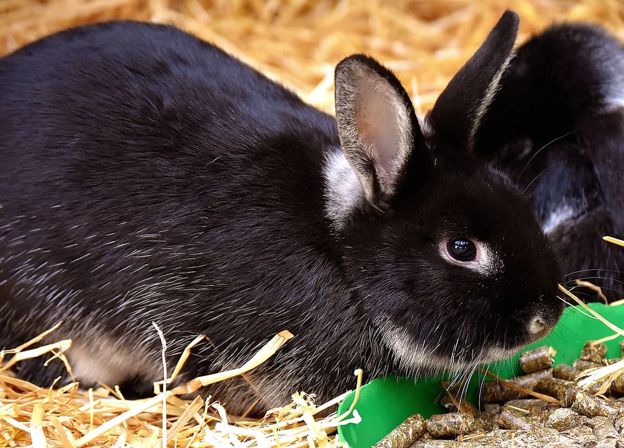 rabbit, food, nager, cute, fur, sweet, wildpark poing, eat, bunny, dwarf rabbit