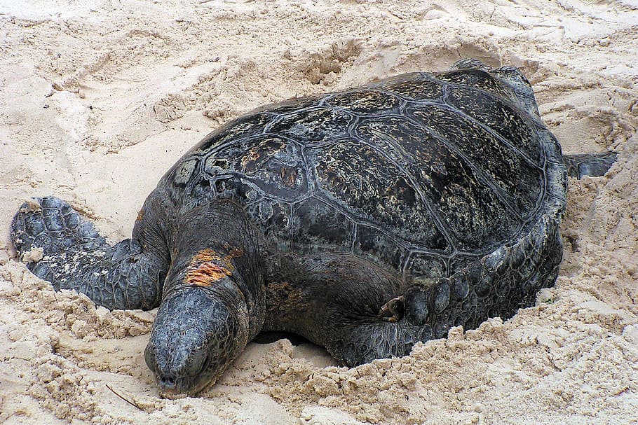 turle marino, arenoso, playa., tortuga, caparazón de tortuga, imágenes de tortuga, laúd, tortuga marina, Temas de animales, animal