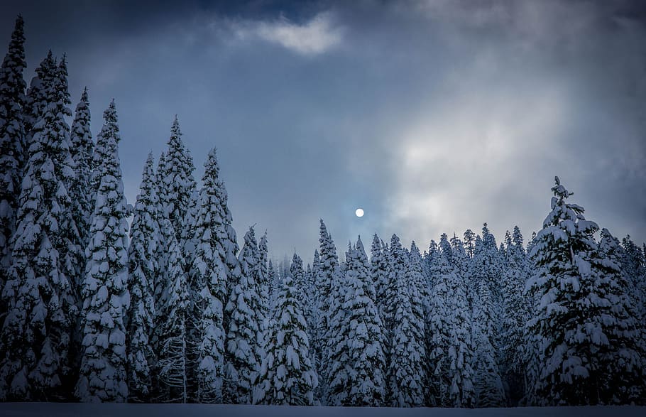 moon, pine, trees, clouds, sky, snow, fog, winter, nature, dark