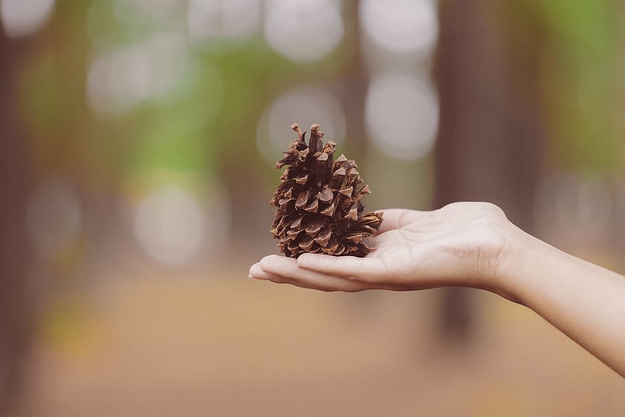 pine, cone, hand, palm, blur, bokeh, human hand, holding, one person, food and drink
