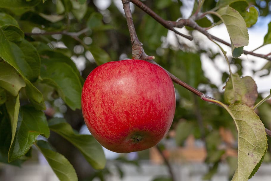 red, apple, fruit, garden, fresh, delicious, ripe, nature, autumn, colourful