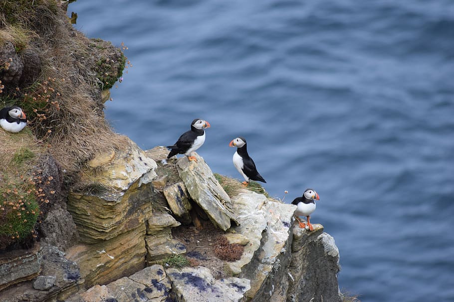 puffin, bird, nature, wildlife, cliff, colorful, seabird, outdoor, rock, perched