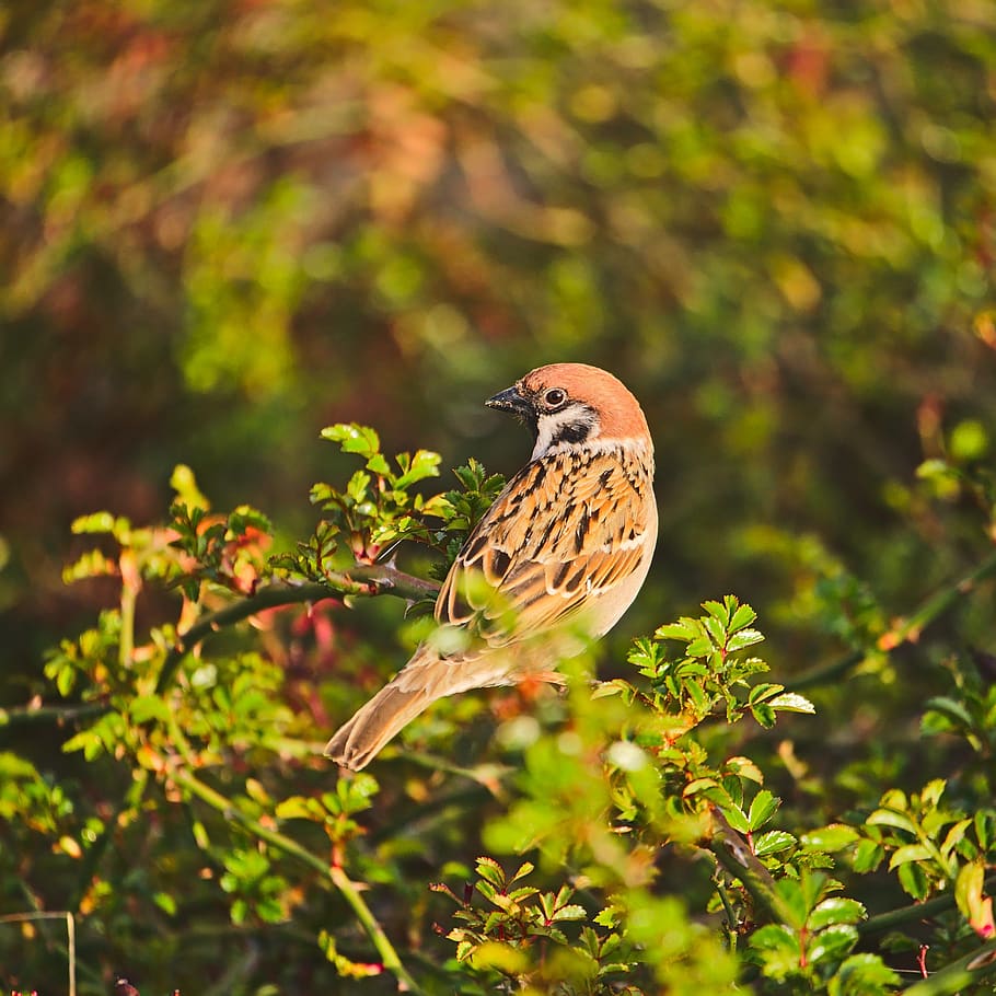 passer montanus, eurasian tree sparrow, sparrow, bird, passerby, animal, bush, animals in the wild, animal wildlife, animal themes