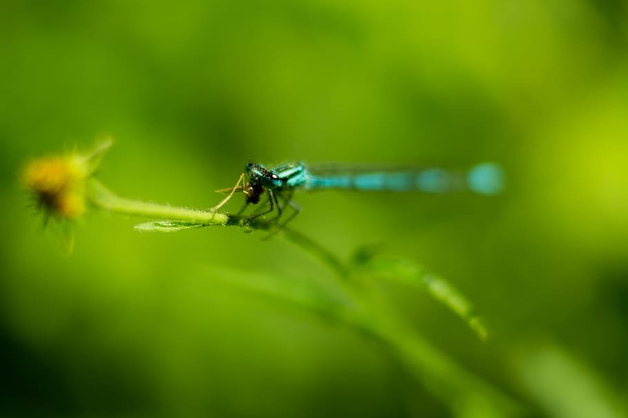 dragonflly, insect, animal themes, invertebrate, animal, animal wildlife, one animal, animals in the wild, green color, selective focus