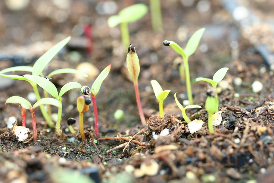 seedlings, celosia, plant, seeds, growing, germinate, leaves, stems, growth, beginnings