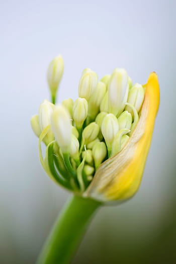 agapanthus, flowers, white, bloom, nature, inflorescence, summer, garden,  agapanthoideae, floral | Pxfuel