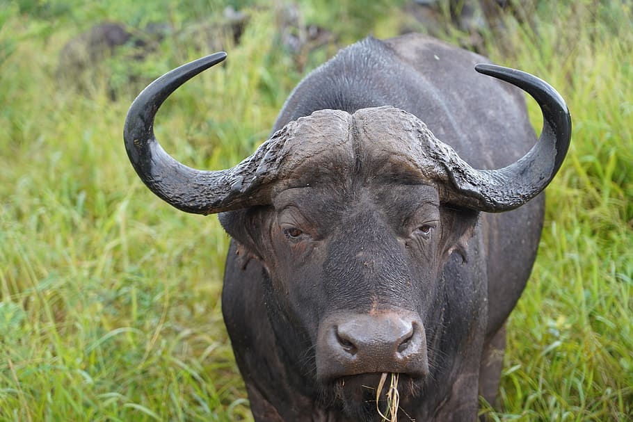 buffalo, africa, nature, safari, wildlife, animal themes, animal, animal wildlife, mammal, grass
