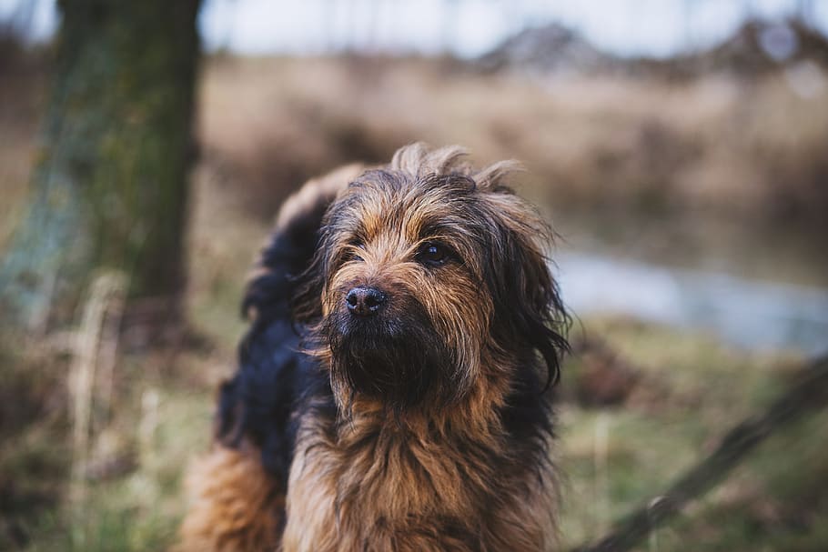 dog, puppy, pet, animal, outdoor, blur, bokeh, canine, one animal, pets