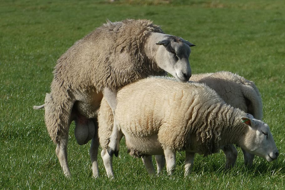 ovejas, suero de leche, apareamiento, cubierta, ganado vacuno, mamíferos, lindo, carnero, naturaleza, animales