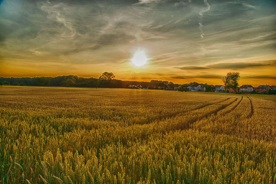 поле, сельское хозяйство, ферма, пейзаж, сельских, пшеница, панорама, природа, небо, земля