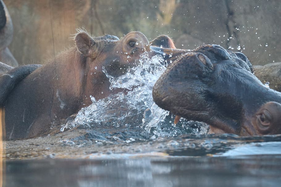 hippo, fight, water, animals, animal, group of animals, mammal, animal themes, animal wildlife, animals in the wild