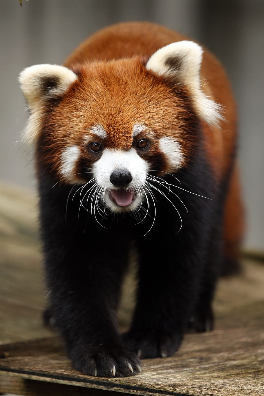 panda vermelho, animal, fofo, animais selvagens, onívoros · herbívoros, vermelho, mamíferos, jardim zoológico, temas animais, um animal