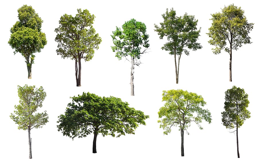 pohon, terpencil, alam, hijau, musim panas, pohon gugur, menanam, warna hijau, pertumbuhan, tidak ada orang