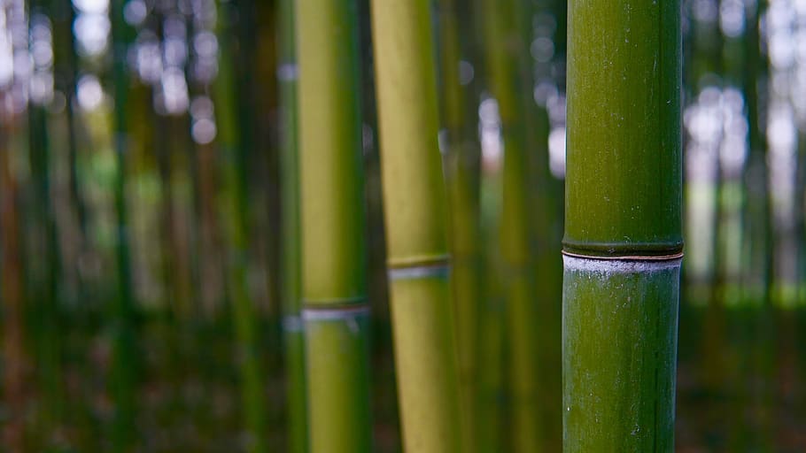 bambu, planta, árvore, bambu - planta, cor verde, bosque de bambu, ninguém, close-up, crescimento, foco em primeiro plano