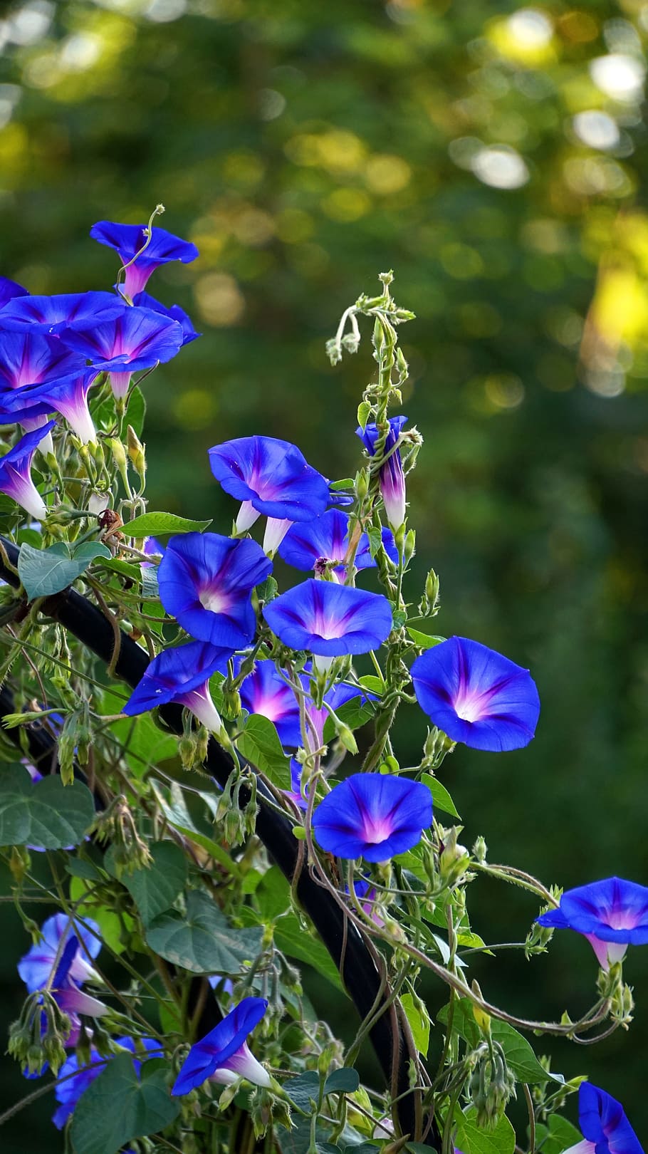 linha soberba, flor, azul, glória da manhã, planta trepadora, flor de verão, planta, fragilidade, roxo, vulnerabilidade
