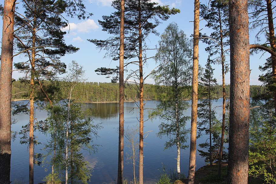 river, trees, nature, forests, the picturesque, finland, in the summer of, tree, plant, tranquility