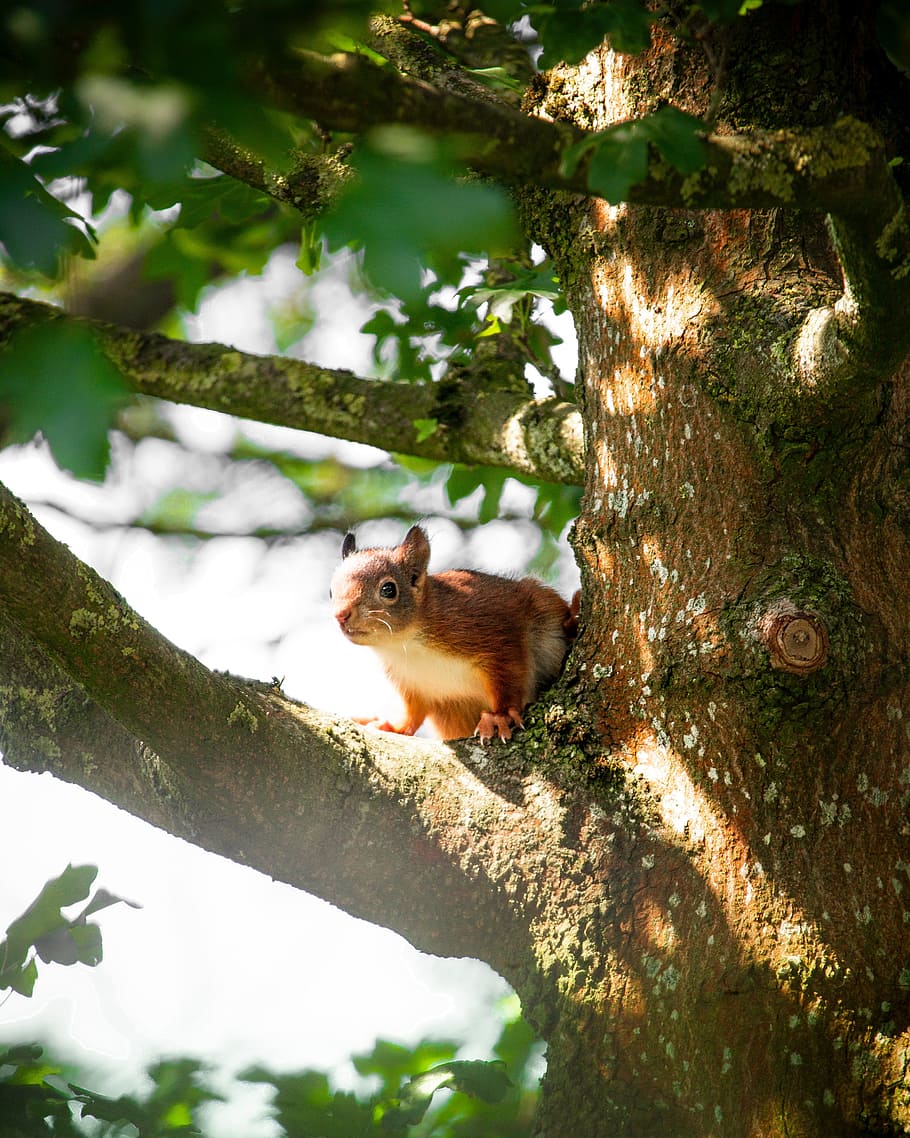squirrel, tree, summer, nature, animals, small, baby, red, leaves, green