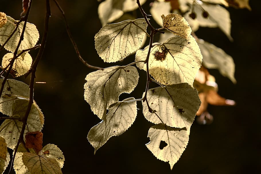 hojas, follaje de otoño, baldwin, pálido, retroiluminación, blanqueado, invierno, desvanecido, parecer, brillar a través de