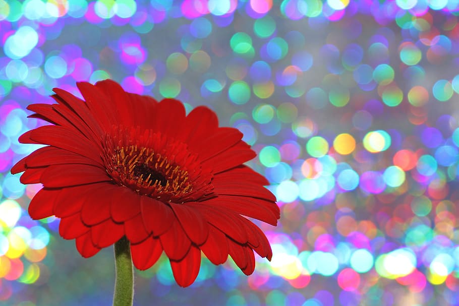 gerbera, flower, blossom, bloom, red, nature, romantic, glitter, sparkle, give