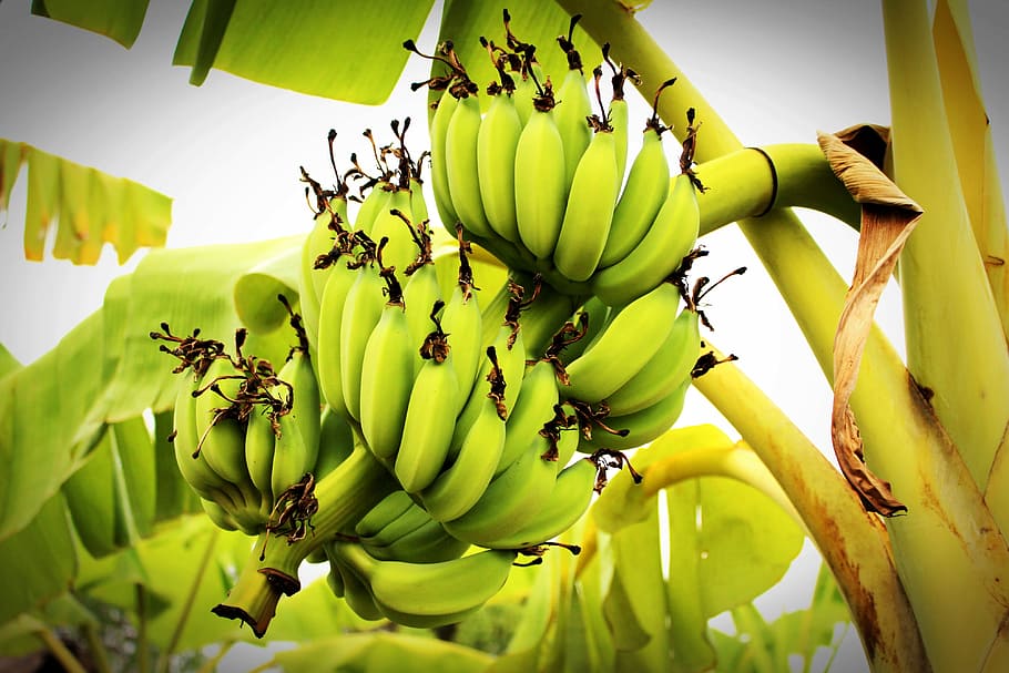 plátano, fruta, al aire libre, árbol, amarillo, alimentación saludable, árbol de plátano, comida y bebida, alimentos, bienestar