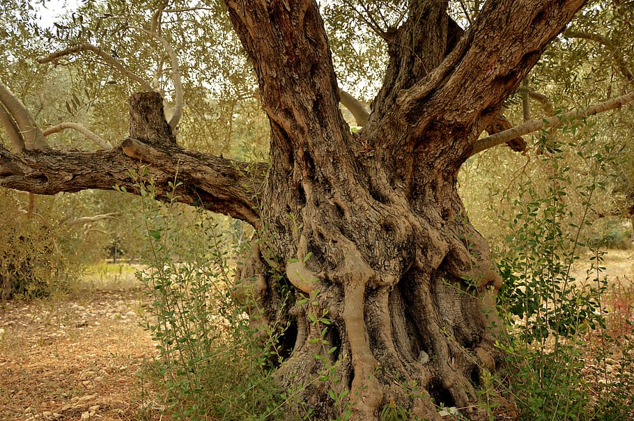 olivo, árbol, tribu, registro, madera, viejo, nudoso, naturaleza, estructura, corteza
