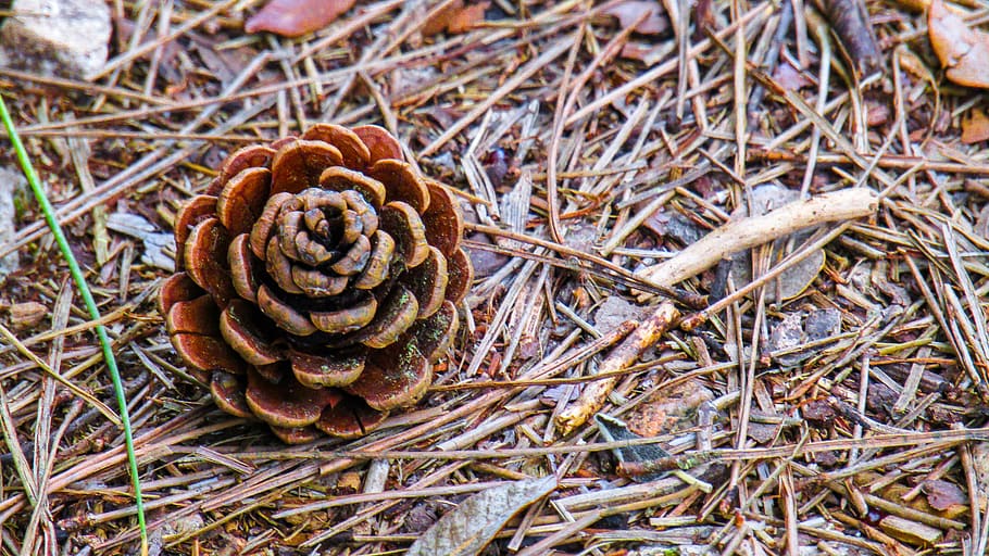 flower pine, pine nuts, pine, nature, pine fruit, forest, close-up, plant, land, pine cone