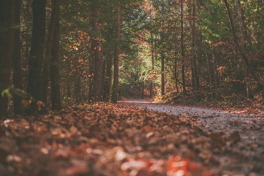 bosque de otoño oscuro, naturaleza, aventura, otoño, caminata, hojas, camino, sendero, árboles, árbol
