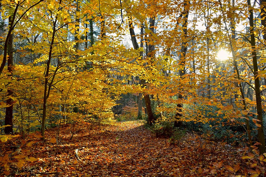 foliage, leaves, autumn, colorful, yellow, golden, orange, trees, sun, daylight