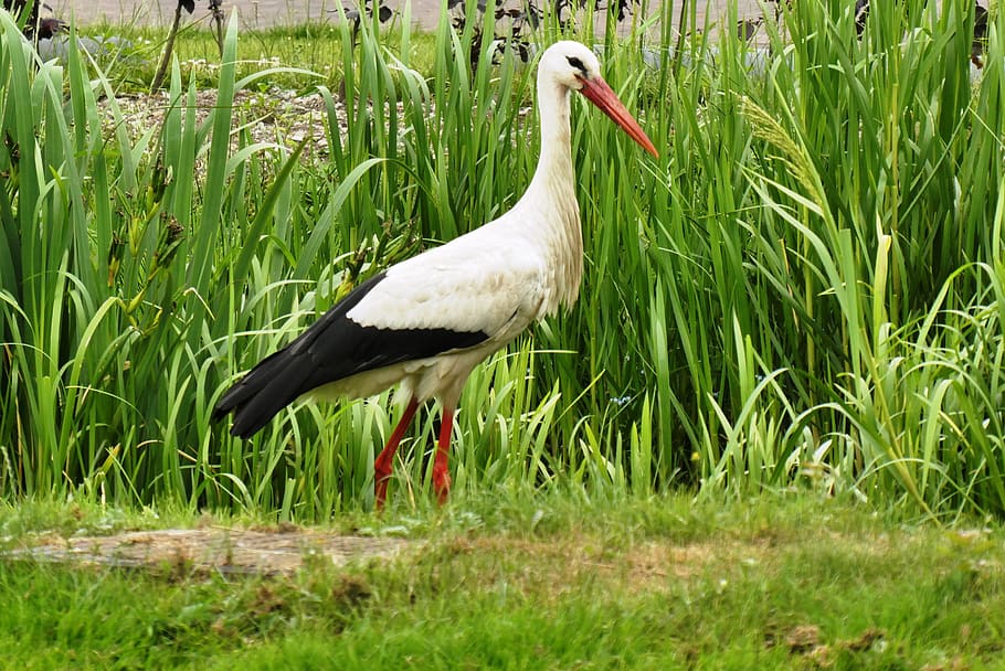 stork, ditch, netherlands, feathers, beak, grass, bird, animals in the wild, animal wildlife, one animal