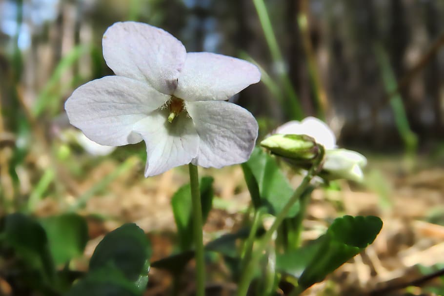 naturaleza, flor, violeta, planta de violetas blancas, hoja, planta, planta  floreciendo, crecimiento, belleza en la naturaleza, pétalo | Pxfuel