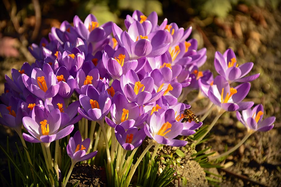 crocus, early bloomer, flowers, violet, spring, frühlingsanfang, harbinger of spring, flora, nature, flower