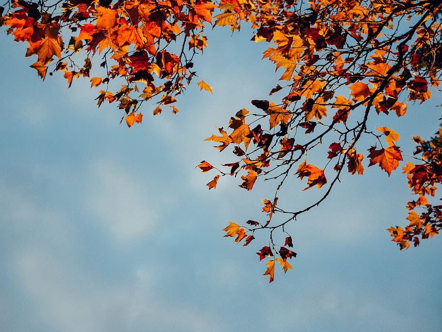 merah, daun, cabang, pohon, jatuh, musim gugur, biru, langit, sinar matahari, alam