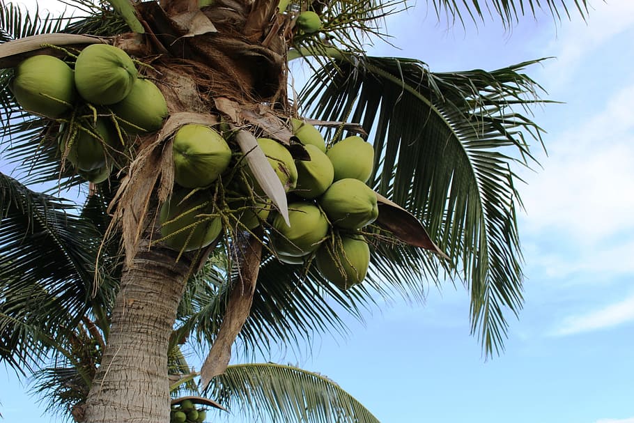 bunch, coconuts, growing, palm tree, blue, sky, tree, grow, palm, isolated