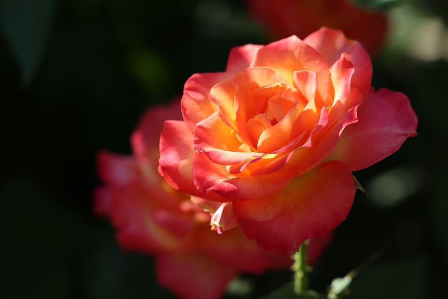 red yellow rose, alinka, evening, bloom, flower, garden, colorful, decorative, floral, natural