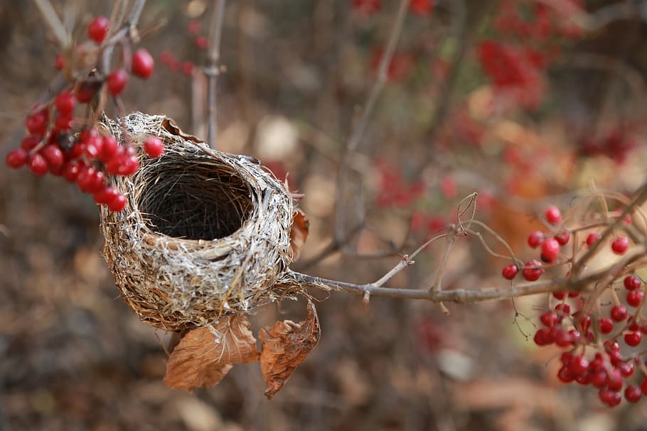 the bird's nest, the new house, nest, empty nest, home, now, bird nest, fruit, tree, plant