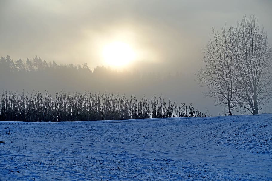 зима, зимний, снег, холодно, природа, заснеженный, деревья, зимнее волшебство, белое, снежный пейзаж