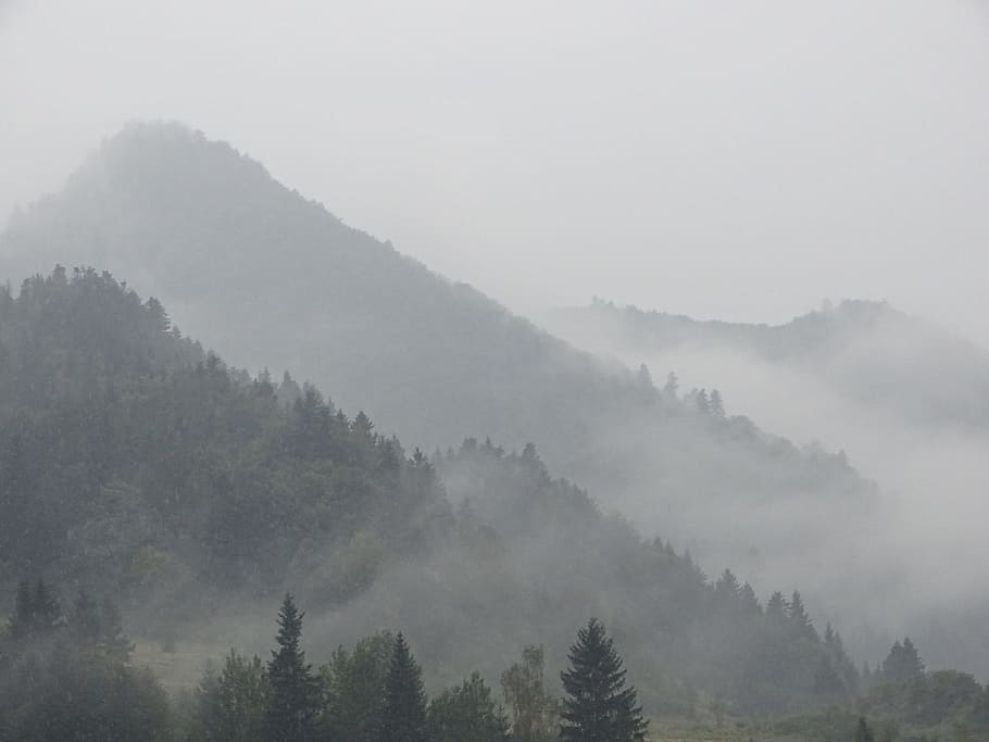 mountain, fog, poland, forest, white, mist, trees, woods, foggy, mount
