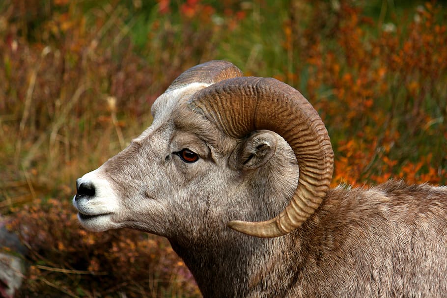 bighorn, domba, domba jantan, hutan belantara, jantan, hewan, mamalia, tema hewan, satu hewan, fokus pada latar depan